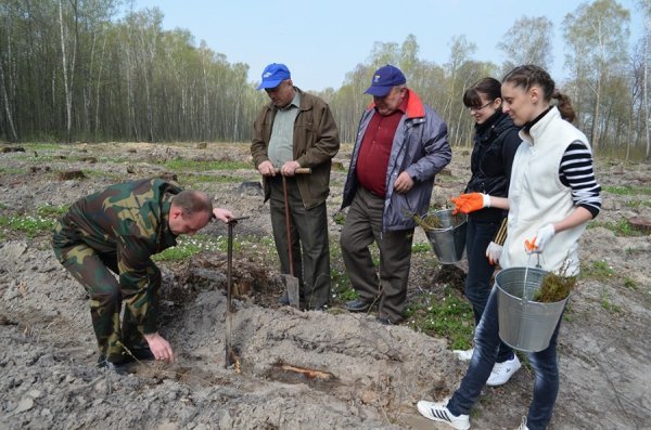Як на Волині садять ліс. ФОТО